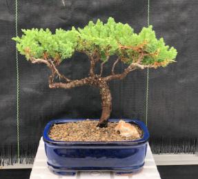 Juniper Bonsai Tree - Trained <br><i>(juniper procumbens nana)</i>