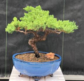 Juniper Bonsai Tree - Trained <br><i>(juniper procumbens nana)</i>