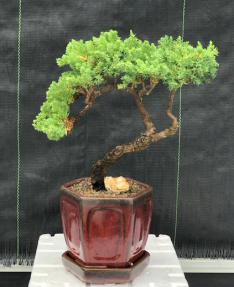 Juniper Bonsai Tree - Trained <br><i>(juniper procumbens nana)</i>