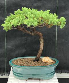 Juniper Bonsai Tree - Trained <br><i>(juniper procumbens nana)</i>