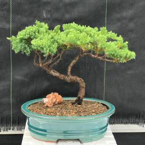 Juniper Bonsai Tree - Trained <br><i>(juniper procumbens nana)</i>