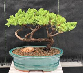 Juniper Bonsai Tree - Trained <br><i>(juniper procumbens nana)</i>