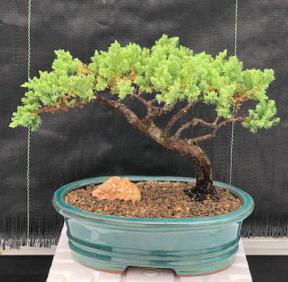 Juniper Bonsai Tree - Trained <br><i>(juniper procumbens nana)</i>