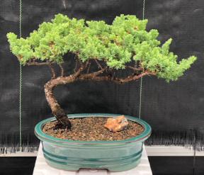 Juniper Bonsai Tree - Trained <br><i>(juniper procumbens nana)</i>