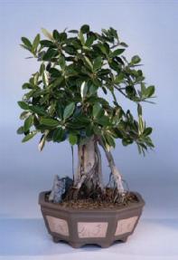 Ficus Bonsai Tree<br><i>(ficus retusa)</i>