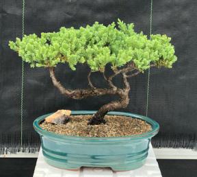 Juniper Bonsai Tree - Trained <br><i>(juniper procumbens nana)</i>