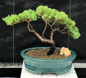 Juniper Bonsai Tree - Trained <br><i>(juniper procumbens nana)</i>