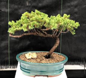 Juniper Bonsai Tree - Trained <br><i>(juniper procumbens nana)</i>