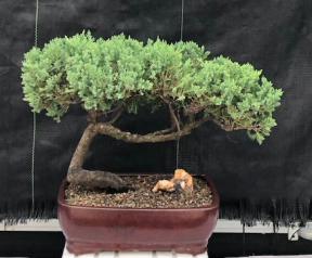 Juniper Bonsai Tree - Trained <br><i>(juniper procumbens nana)</i>