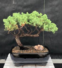 Juniper Bonsai Tree - Trained <br><i>(juniper procumbens nana)</i>