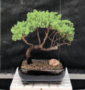 Juniper Bonsai Tree - Trained <br><i>(juniper procumbens nana)</i>