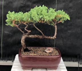 Juniper Bonsai Tree - Trained <br><i>(juniper procumbens nana)</i>