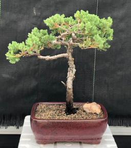 Juniper Bonsai Tree - Trained <br><i>(juniper procumbens nana)</i>