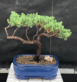 Juniper Bonsai Tree - Trained <br><i>(juniper procumbens nana)</i>