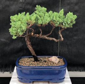 Juniper Bonsai Tree - Trained <br><i>(juniper procumbens nana)</i>