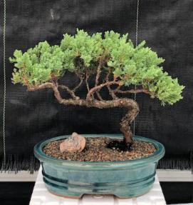 Juniper Bonsai Tree - Trained <br><i>(juniper procumbens nana)</i>