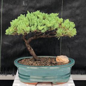 Juniper Bonsai Tree - Trained <br><i>(juniper procumbens nana)</i>