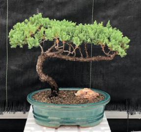 Juniper Bonsai Tree - Trained <br><i>(juniper procumbens nana)</i>