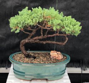 Juniper Bonsai Tree - Trained (juniper procumbens nana)