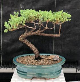 Juniper Bonsai Tree - Trained <br><i>(juniper procumbens nana)</i>
