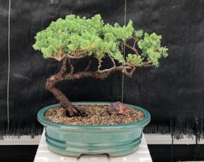 Juniper Bonsai Tree - Trained <br><i>(juniper procumbens nana)</i>