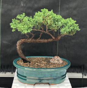 Juniper Bonsai Tree - Trained <br><i>(juniper procumbens nana)</i>