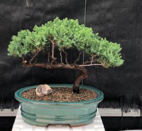 Juniper Bonsai Tree - Trained <br><i>(juniper procumbens nana)</i>