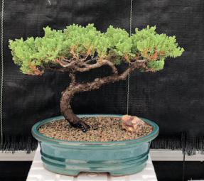 Juniper Bonsai Tree - Trained <br><i>(juniper procumbens nana)</i>