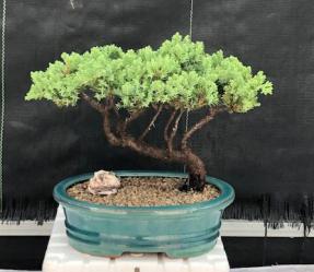 Juniper Bonsai Tree - Trained <br><i>(juniper procumbens nana)</i>