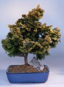 Golden Hinoki Cypress<br><i>(chamecyparis obtusa 'verdoni')</i>