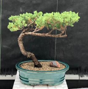 Juniper Bonsai Tree - Trained <br><i>(juniper procumbens nana)</i>