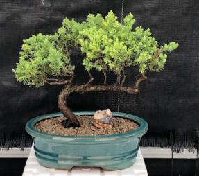 Juniper Bonsai Tree - Trained <br><i>(juniper procumbens nana)</i>