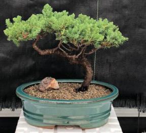 Juniper Bonsai Tree - Trained <br><i>(juniper procumbens nana)</i>