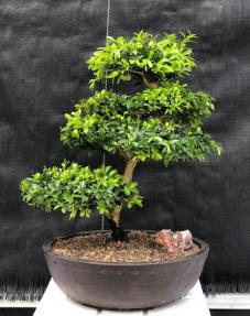 Japanese Kingsville Boxwood Bonsai Tree <br><i>(buxus microphylla compacta)</i>