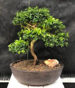 Japanese Kingsville Boxwood Bonsai Tree<br><i>(buxus microphylla compacta)</i>