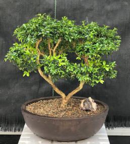 Japanese Kingsville Boxwood Bonsai Tree<br><i>(buxus microphylla compacta)</i>