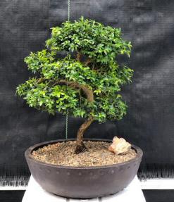 Japanese Kingsville Boxwood Bonsai Tree<br><i>(buxus microphylla compacta)</i>