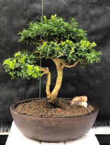 Japanese Kingsville Boxwood Bonsai Tree<br><i>(buxus microphylla compacta)</i>