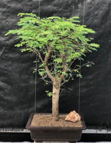 Flowering Horseflesh Mahogany Bonsai Tree <br><i>(lysiloma sabicu)</i>