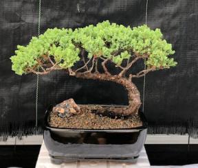 Juniper Bonsai Tree - Trained <br><i>(juniper procumbens nana)</i>