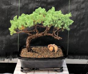 Juniper Bonsai Tree - Trained <br><i>(juniper procumbens nana)</i>