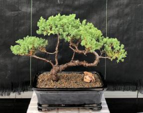 Juniper Bonsai Tree - Trained <br><i>(juniper procumbens nana)</i>