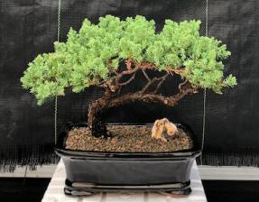 Juniper Bonsai Tree - Trained <br><i>(juniper procumbens nana)</i>