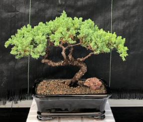 Juniper Bonsai Tree - Trained <br><i>(juniper procumbens nana)</i>