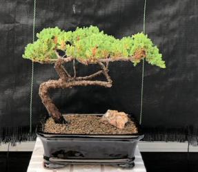 Juniper Bonsai Tree - Trained <br><i>(juniper procumbens nana)</i>