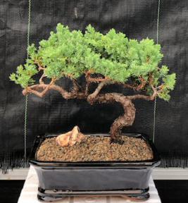 Juniper Bonsai Tree - Trained <br><i>(juniper procumbens nana)</i>