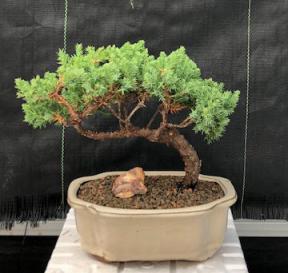 Juniper Bonsai Tree - Trained <br><i>(juniper procumbens nana)</i>