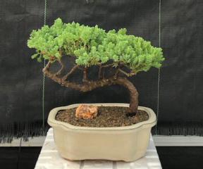 Juniper Bonsai Tree - Trained <br><i>(juniper procumbens nana)</i>