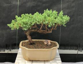 Juniper Bonsai Tree - Trained <br><i>(juniper procumbens nana)</i>