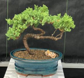 Juniper Bonsai Tree - Trained <br><i>(juniper procumbens nana)</i>